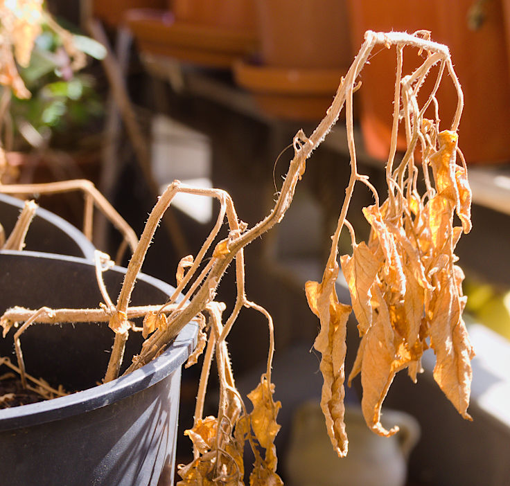 © www.mutbuergerdokus.de: Samenfeste Tomaten selbst angebaut - eine private 'Revolution auf dem Balkon' (Sorte: 'Yellow Pear')