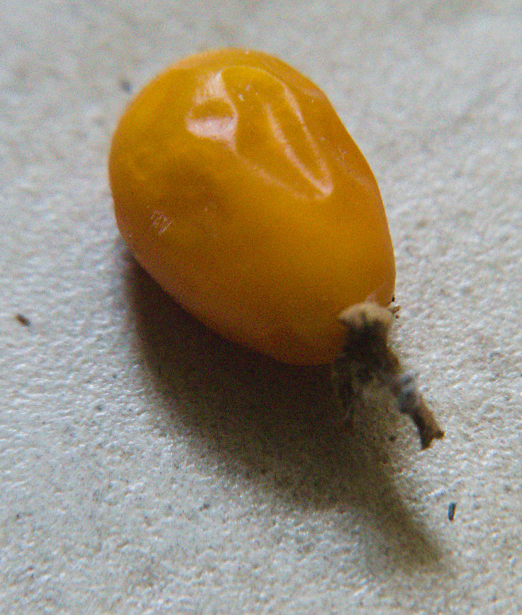 © www.mutbuergerdokus.de: Samenfeste Tomaten selbst angebaut - eine private 'Revolution auf dem Balkon' (Sorte: 'Yellow Pear')